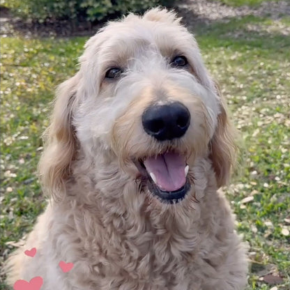 Shaker Case™ with Doodle Love  Case Design